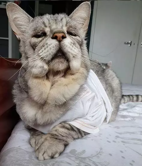 kucing © 2020 brilio.net