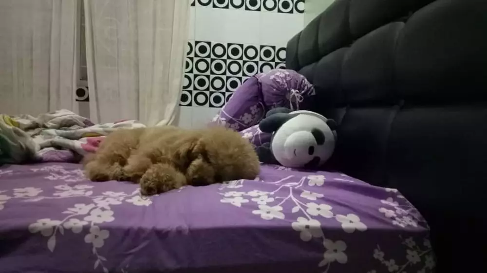 Potret rumah Suti Karno instagram 