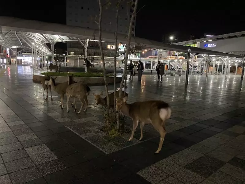 rusak taman nara kelaparan © 2020 brilio.net