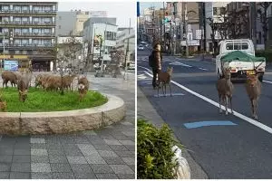 Dampak virus Corona, rusa berkeliaran ke jalan karena lapar