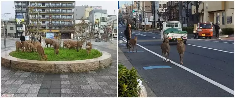 Dampak virus Corona, rusa berkeliaran ke jalan karena lapar
