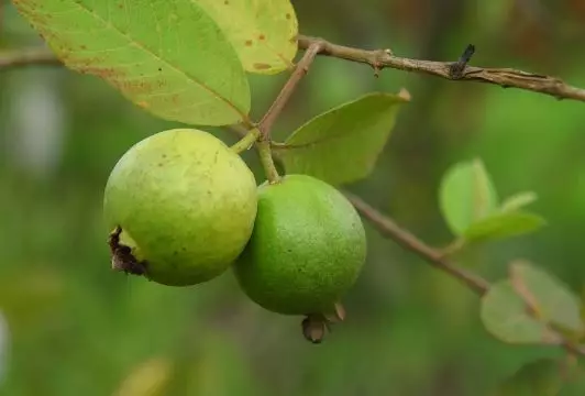 15 Sayur & buah yang bisa tingkatkan kekebalan tubuh, wajib dikonsumsi © 2020 brilio.net