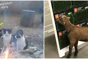 10 Potret lucu hewan 'bisa tertipu' ini bikin cekikikan