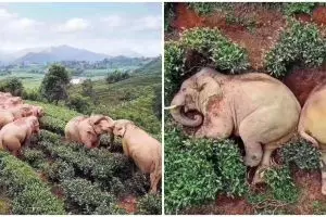 Viral potret kawanan gajah terkapar di kebun teh, ini penyebabnya