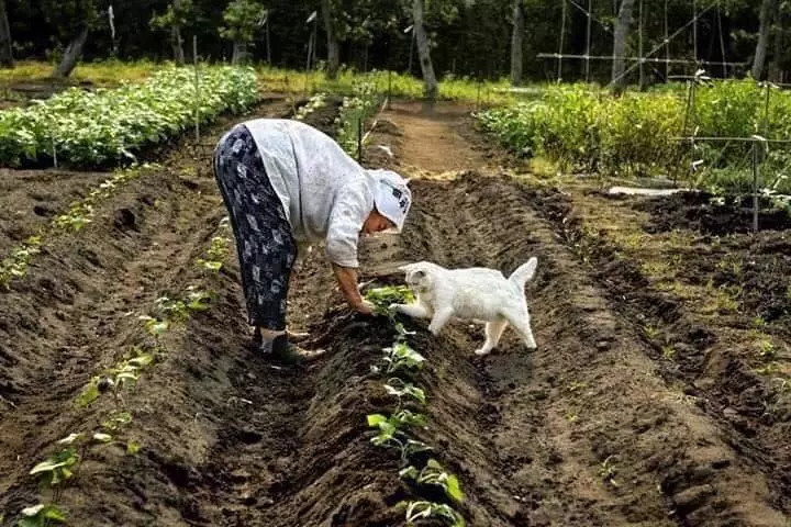 potret haru kebersamaan nenek dengan seekor kucing Miyoko Ihara potret haru kebersamaan nenek dengan seekor kucing Miyoko Ihara
