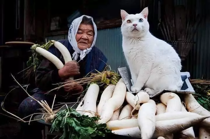 potret haru kebersamaan nenek dengan seekor kucing Miyoko Ihara potret haru kebersamaan nenek dengan seekor kucing Miyoko Ihara