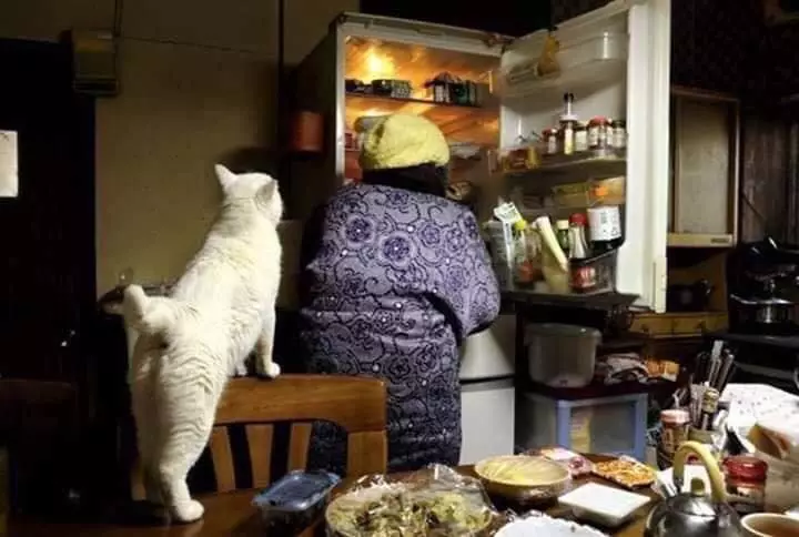 potret haru kebersamaan nenek dengan seekor kucing Miyoko Ihara potret haru kebersamaan nenek dengan seekor kucing Miyoko Ihara