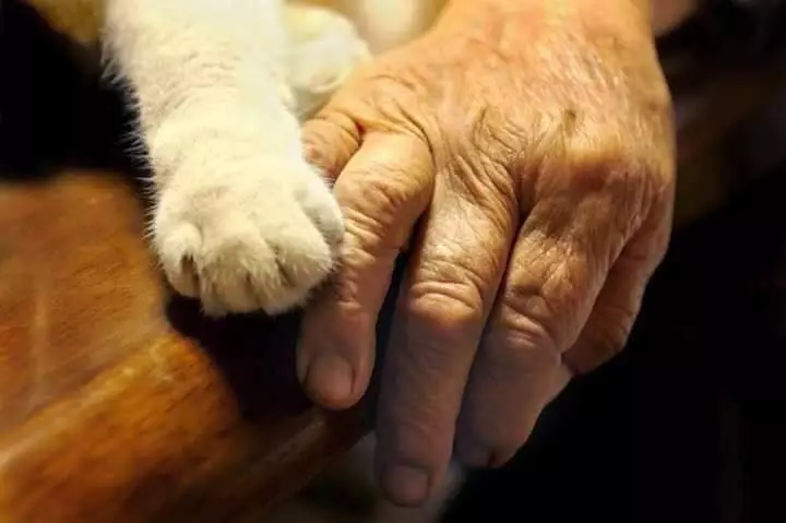 potret haru kebersamaan nenek dengan seekor kucing Miyoko Ihara potret haru kebersamaan nenek dengan seekor kucing Miyoko Ihara