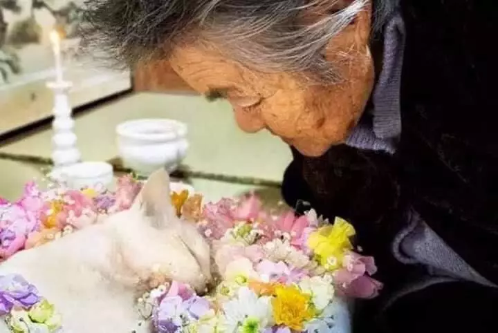 potret haru kebersamaan nenek dengan seekor kucing Miyoko Ihara potret haru kebersamaan nenek dengan seekor kucing Miyoko Ihara
