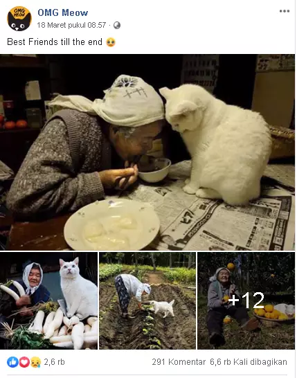 potret haru kebersamaan nenek dengan seekor kucing Miyoko Ihara potret haru kebersamaan nenek dengan seekor kucing Miyoko Ihara