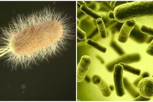 Waspada Corona, kenali 10 bakteri yang terdapat pada uang