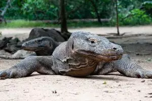 Cegah penyebaran Corona, Taman Nasional Komodo ditutup sementara