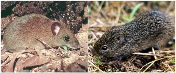 Bukan lewat manusia, ini 4 jenis tikus penyebar Hantavirus