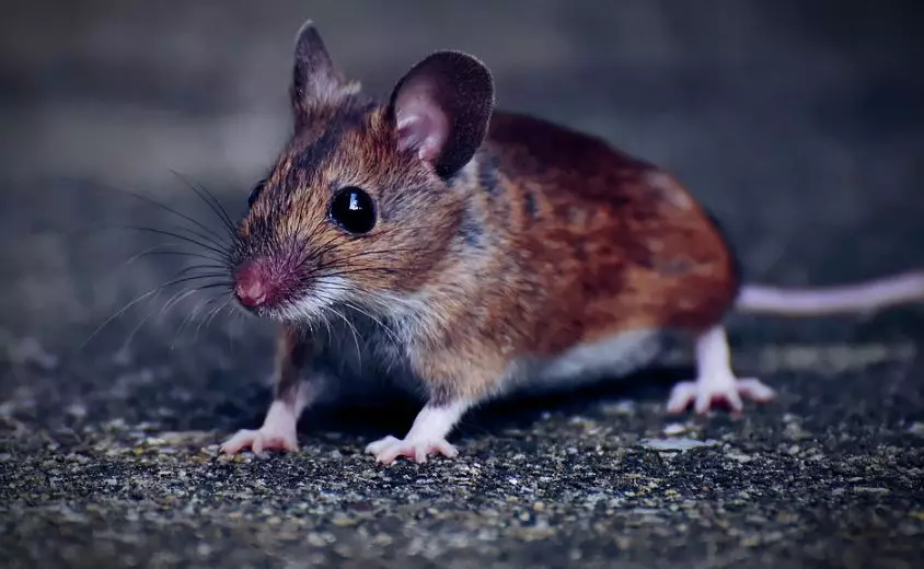 Ciri dan gejala orang terinfeksi © 2020 pixabay.com