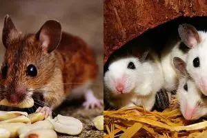 10 Barang ini ternyata bisa bikin tikus suka datang ke rumah