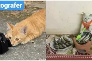 10 Tingkah lucu kucing jika bekerja seperti manusia, kocak