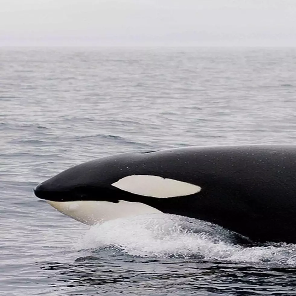 Video penampakan langka Paus Orca di Perairan Anambas