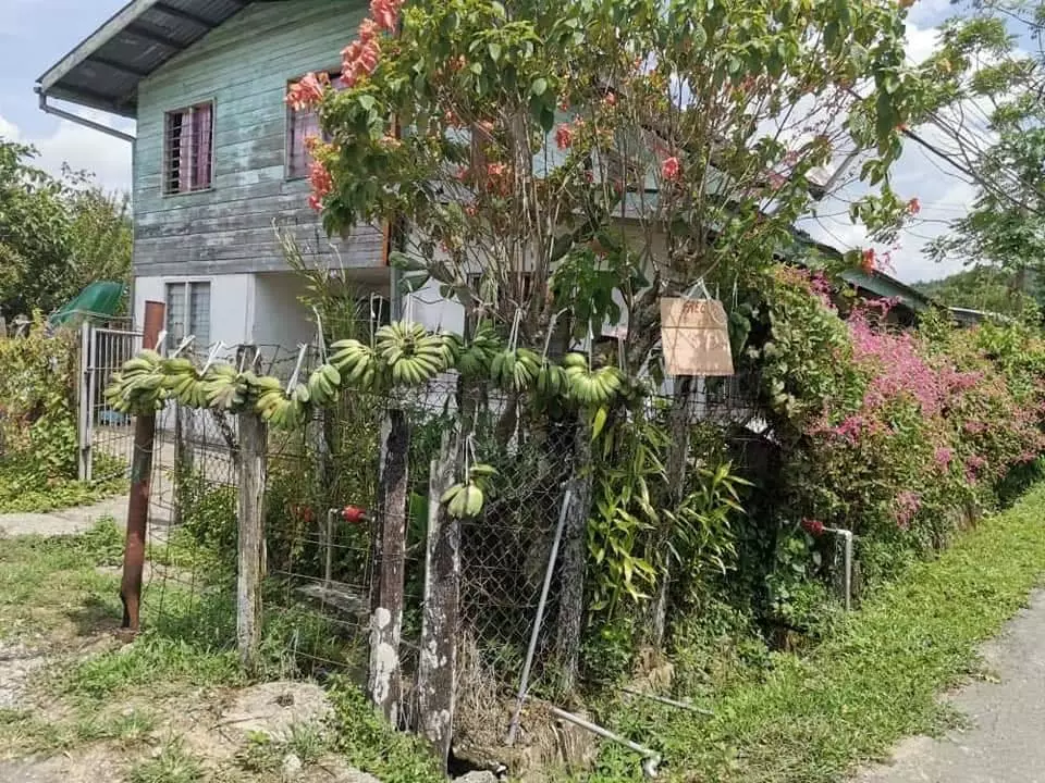 potret kampung di Malaysia bagikan hasil panen gratis facebook