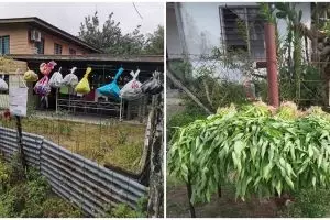 7 Potret desa di Malaysia bagikan hasil panen gratis saat corona