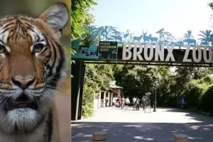 Nadia, hewan pertama yang dinyatakan positif corona kini mulai membaik