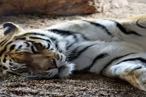 Harimau di kebun binatang positif corona tertular dari pawangnya