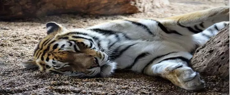Harimau di kebun binatang positif corona tertular dari pawangnya