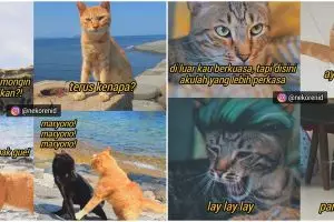  10 Meme obrolan kucing ini bikin susah nahan tawa