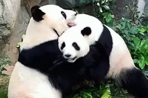Dikenal berlibido rendah, 2 panda jalin asmara saat bonbin di-lockdown
