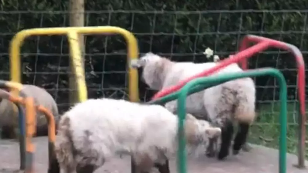 Potret hewan liar menyerbu kota © 2020 boredpanda.com