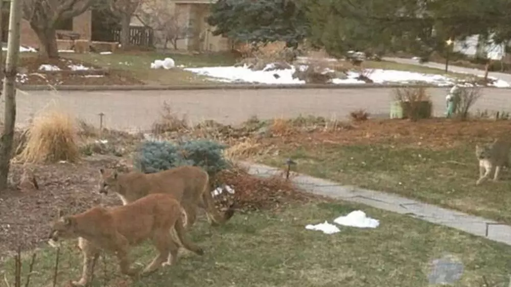 Potret hewan liar menyerbu kota © 2020 boredpanda.com