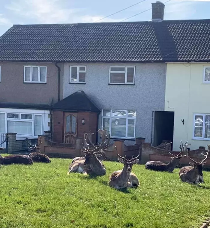 Potret hewan liar menyerbu kota © 2020 boredpanda.com