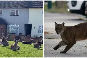 6 Potret hewan liar menyerbu kota saat warga isolasi karena corona