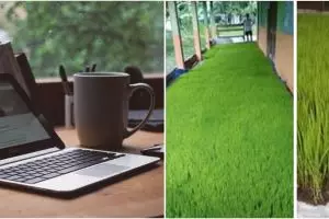 Efek WFH, petani ini bagikan cara pembibitan padi di rumah