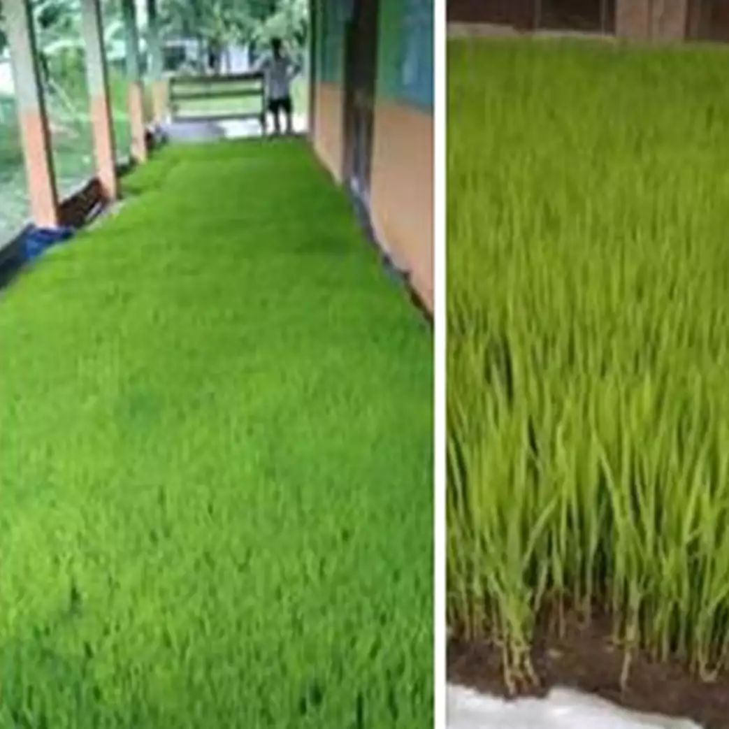Efek WFH, petani ini bagikan cara pembibitan padi di rumah
