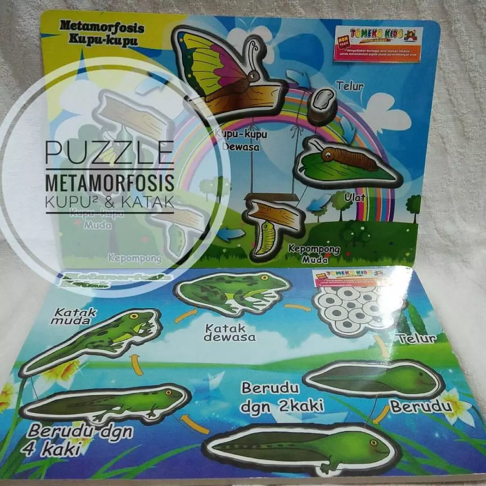 metamorfosis sempurna pixabay metamorfosis sempurna pixabay