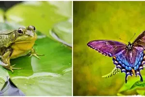 Pengertian metamorfosis sempurna, ciri-ciri dan contohnya