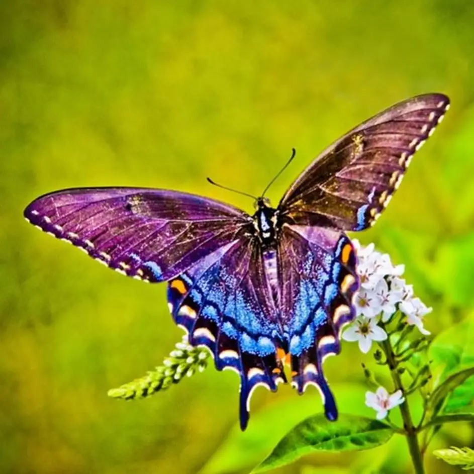 Pengertian metamorfosis sempurna, ciri-ciri dan contohnya