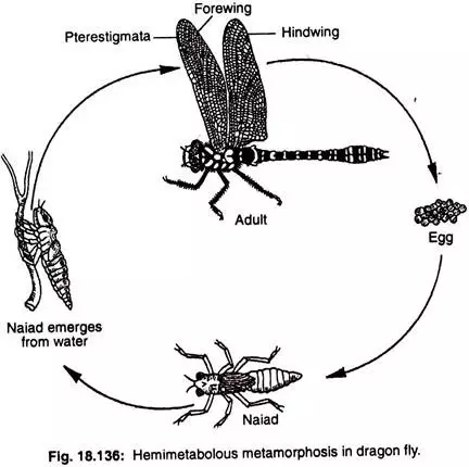 Metamorfosis tidak sempurna Istimewa Metamorfosis tidak sempurna Istimewa