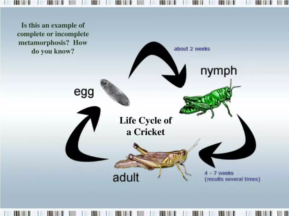 Metamorfosis tidak sempurna Istimewa Metamorfosis tidak sempurna Istimewa