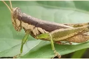 Metamorfosis tidak sempurna, pengertian, fase, ciri & contohnya