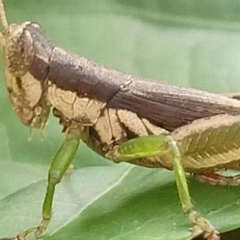 Metamorfosis tidak sempurna, pengertian, fase, ciri &amp; contohnya