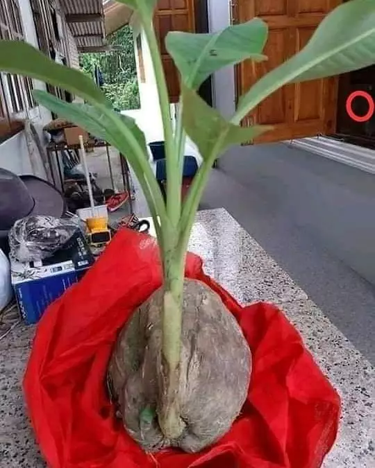 penampakan nyeleneh tanaman © 2020 instagram.com penampakan nyeleneh tanaman © 2020 instagram.com