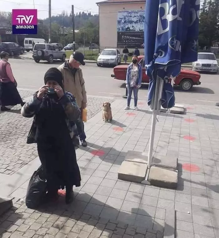 Potret binatang mengikuti social distancing boredpanda