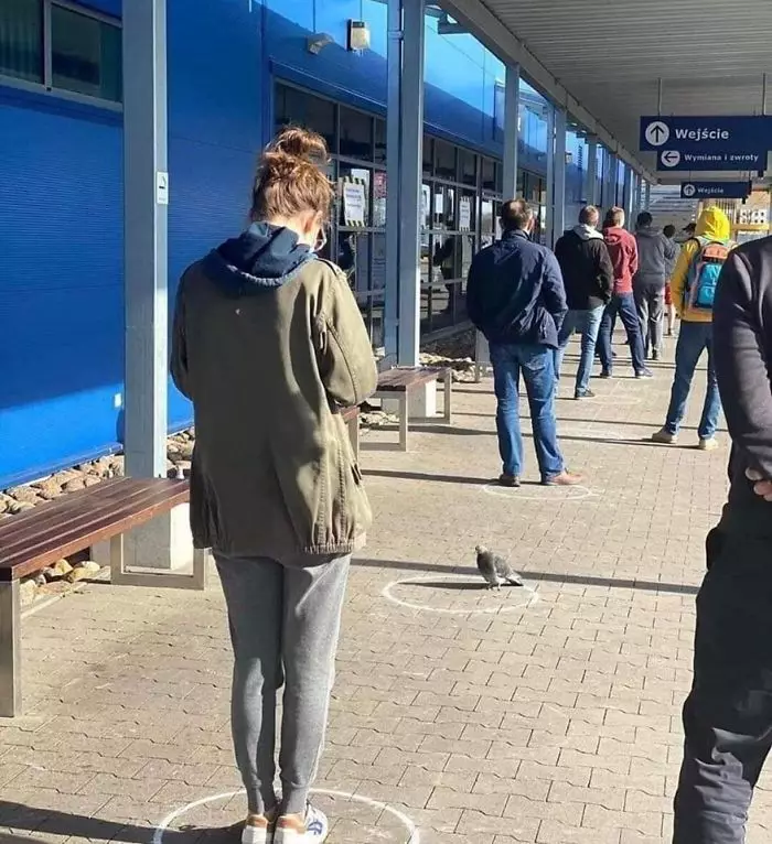 Potret binatang mengikuti social distancing boredpanda