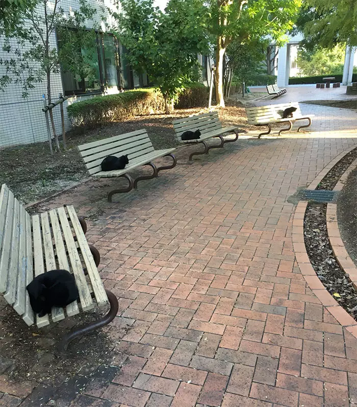 Potret binatang mengikuti social distancing boredpanda