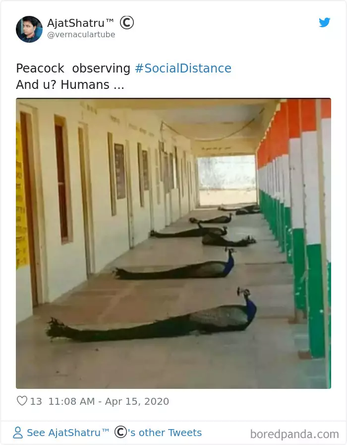 Potret binatang mengikuti social distancing boredpanda