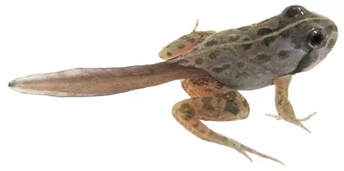 Metamorfosis katak Istimewa