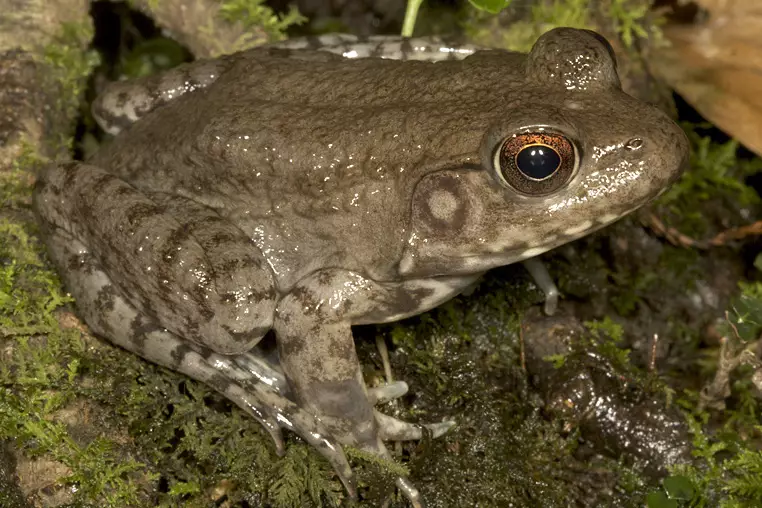 Metamorfosis katak Istimewa