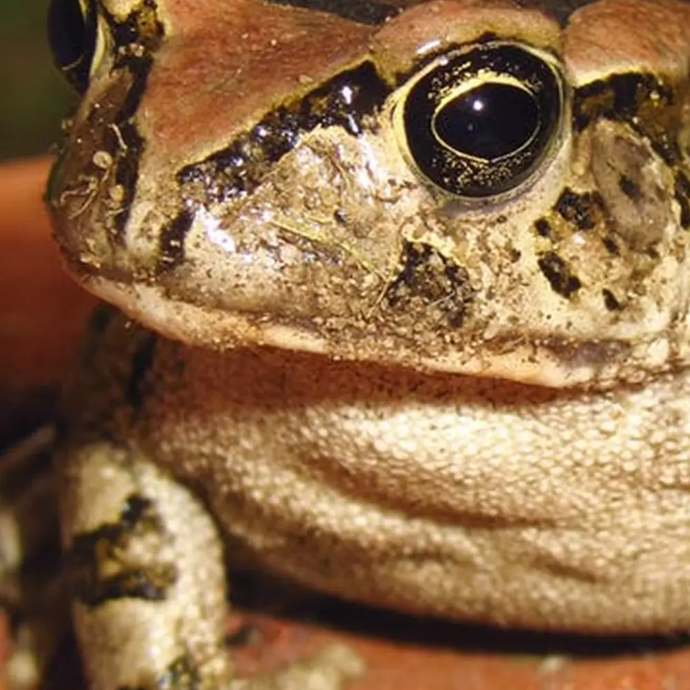 Metamorfosis katak, lengkap dengan penjelasan, proses dan gambar