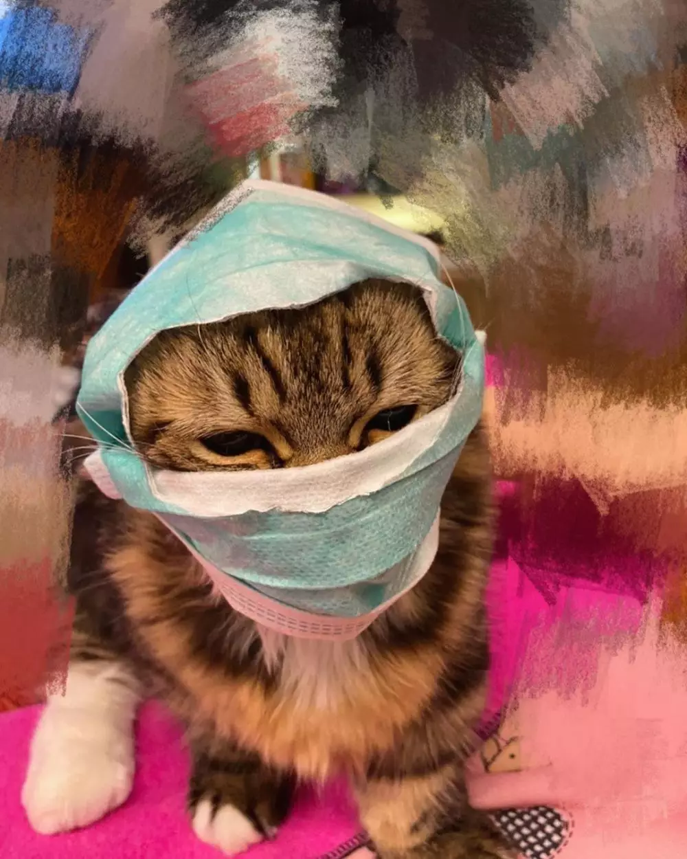 10 Penampakan kucing pakai masker Instagram